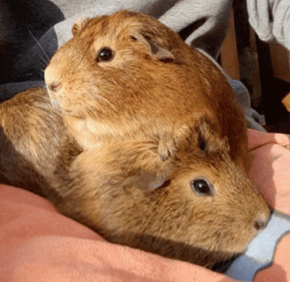 Thumbnail for Public Health Nutrition Guinea Pig