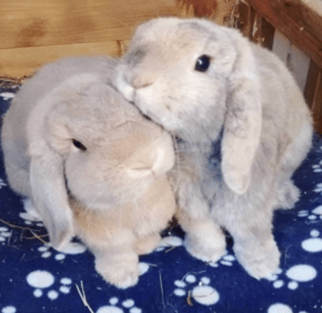 A Practical Guide to Rabbit Behaviour - The Association of Zoo & Exotic ...